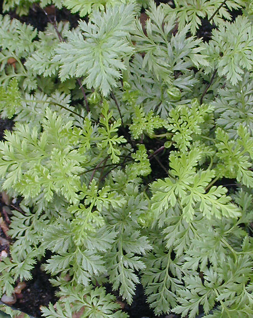 CHEILANTHES SILIQUOSA NNS 00-83