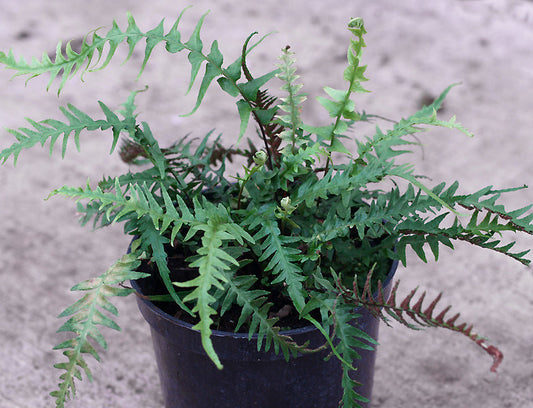 ASPLENIUM x EBENOIDES