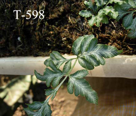 ASPLENIUM INTEGRIFOLIUM MARBLED FRONDS CHEN YI T-598
