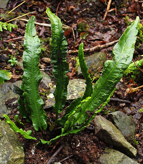 ASPLENIUM SCOLOPENDRIUM 'MURICATUM'