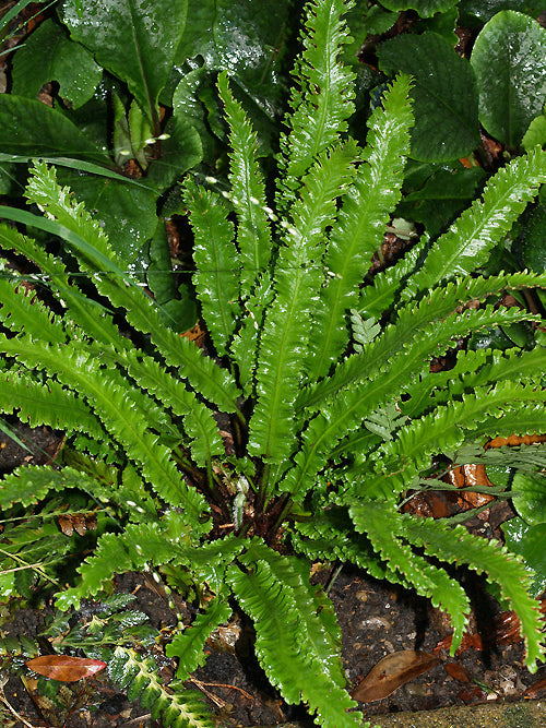 ASPLENIUM SCOLOPENDRIUM 'ANGUSTATUM'
