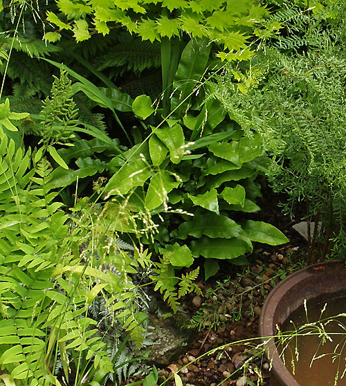 ASPLENIUM SCOLOPENDRIUM