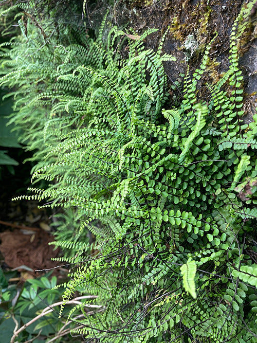 ASPLENIUM TRICHOMANES