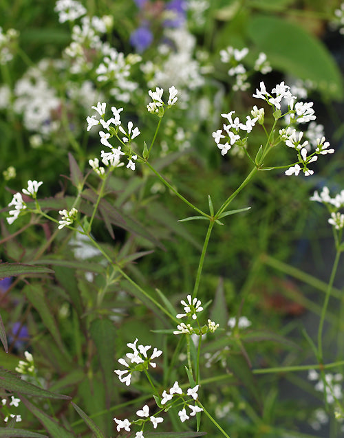 ASPERULA ARISTATA subsp.SCABRA