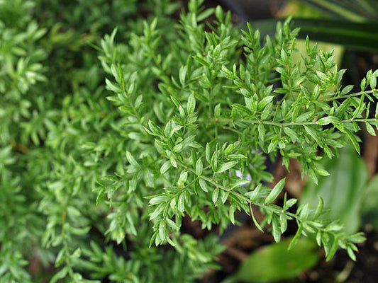 ASPARAGUS DENSIFLORUS