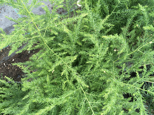 ASPARAGUS FILICINUS var.GIRALDII ACE 2009