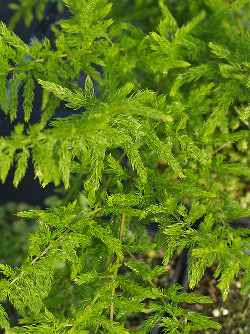 ASPARAGUS aff.MEIOCLADOS B&SWJ 8309