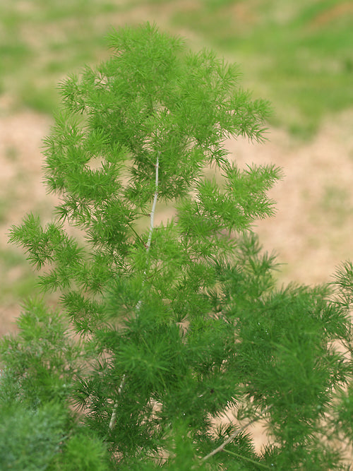 ASPARAGUS RETROFRACTUS