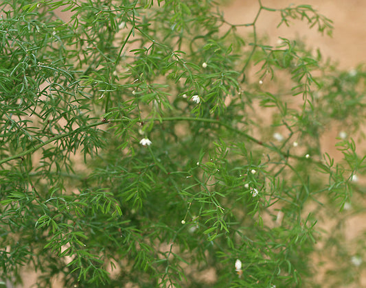 ASPARAGUS SCANDENS