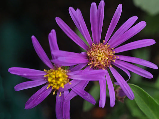 ASTER AMELLUS 'BUTZEMANN'