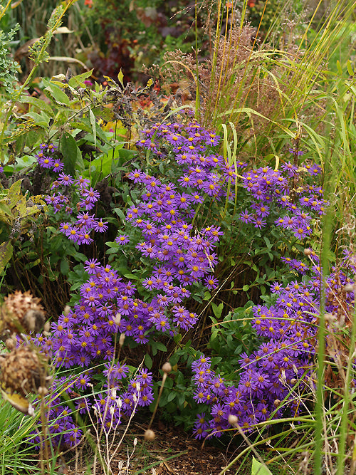 ASTER AMELLUS 'FORNCETT FLOURISH'