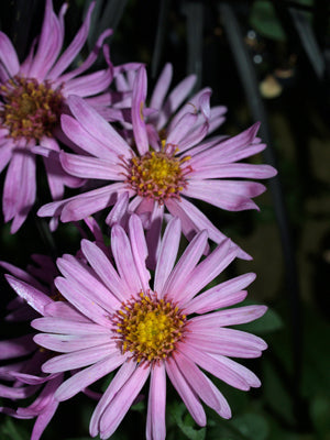 ASTER AMELLUS 'JACQUELINE GENEBRIER'