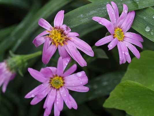 ASTER AMELLUS 'LADY HINDLIP'
