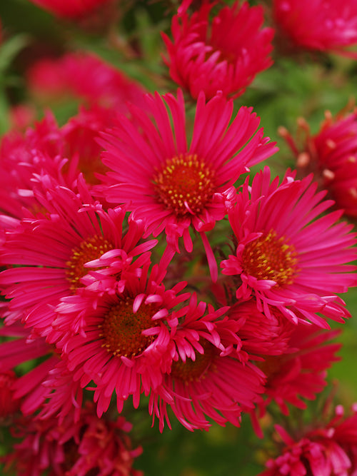 SYMPHYOTRICHUM NOVAE-ANGLIAE 'ALMA POTSCHKE'