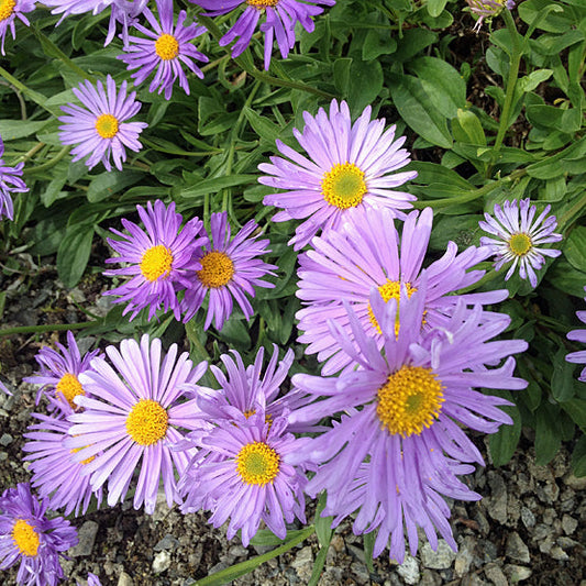 ASTER ALPINUS