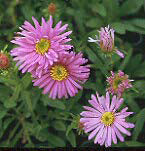 ASTER ALPINUS 'HAPPY END'