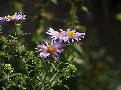 SYMPHYOTRICHUM x AMETHYSTINUM