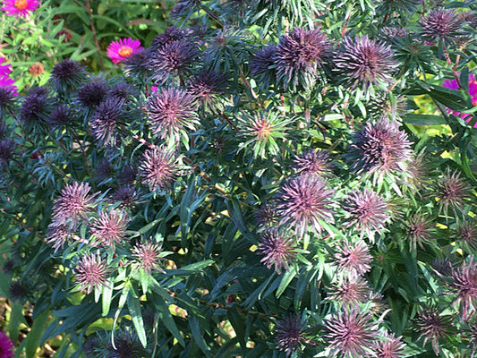 SYMPHYOTRICHUM 'ANN LEYS'