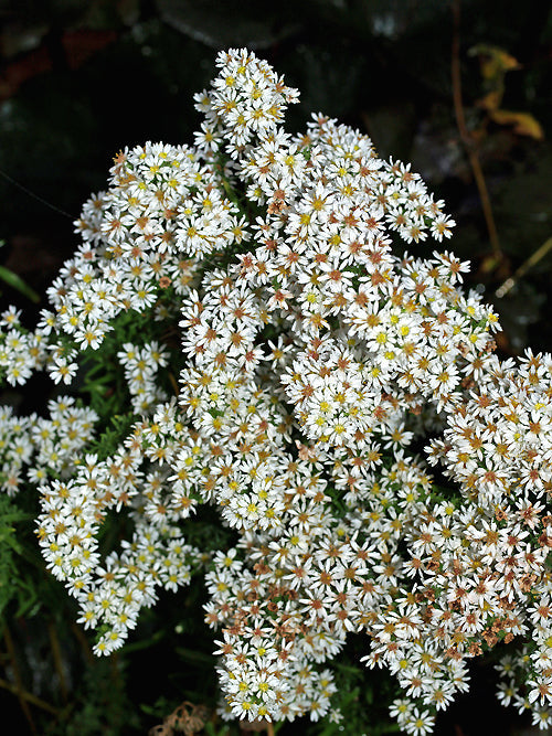 SYMPHYOTRICHUM ERICOIDES 'ANJA'S CHOICE'