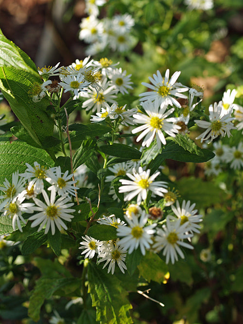 ASTER AGERATOIDES 'ASHVI'