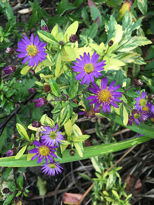 ASTER AGERATOIDES 'EZO MURASAKI' VARIEGATED