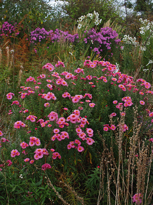 SYMPHYOTRICHUM NOVAE-ANGLIAE 'BADSEY PINK'