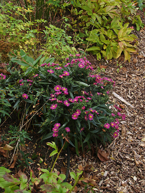 SYMPHYOTRICHUM 'BAHAMAS'