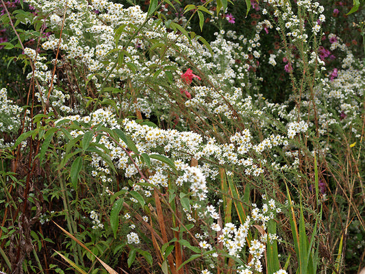 SYMPHYOTRICHUM FALCATUM var.COMMUTATUM