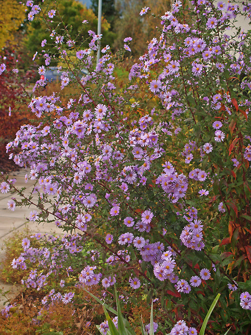 SYMPHYOTRICHUM LAEVIS 'CLIMAX'