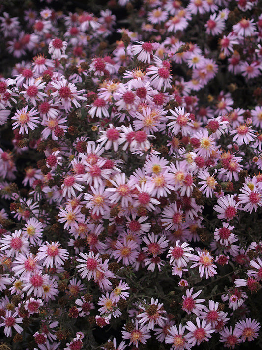 SYMPHYOTRICHUM 'COOMBE FISHACRE'