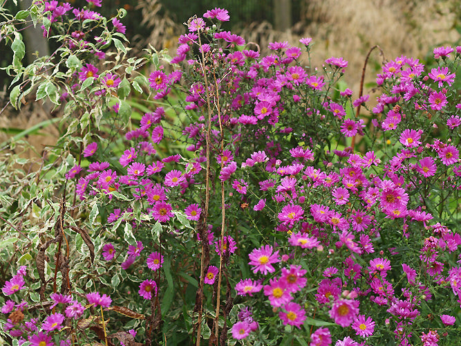 SYMPHYOTRICHUM COLESBOURNE 2008/A