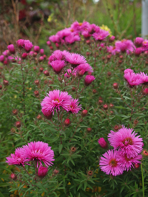 SYMPHYOTRICHUM NOVAE-ANGLIAE 'DAPPER TAPPER'