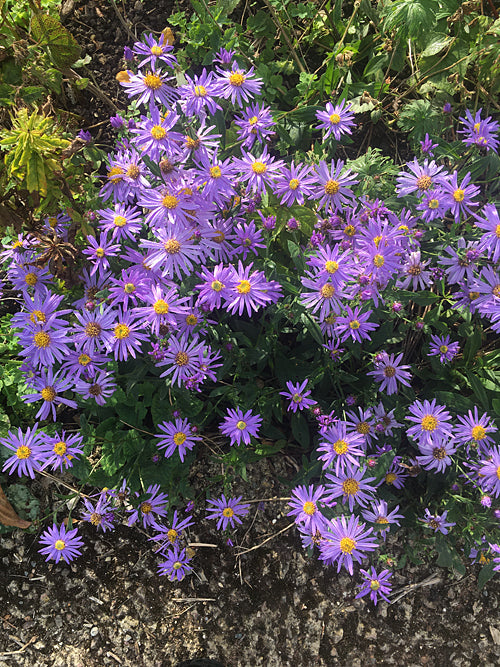 ASTER AMELLUS 'DOKTOR OTTO PETSCHEK'