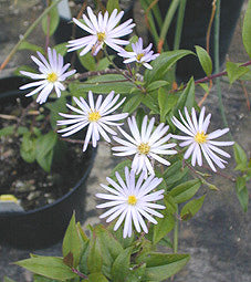 ASTER SP. EVERGREEN
