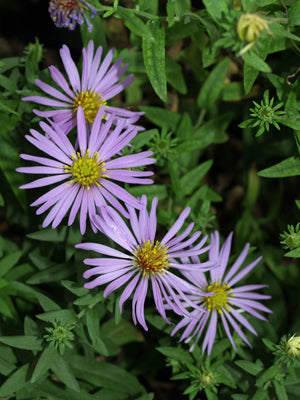 SYMPHYOTRICHUM OBLONGIFOLIUM 'FANNY'S'