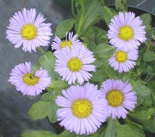 ASTER FLACCIDUS McB 1029
