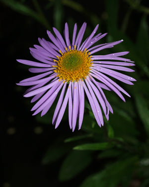 ASTER FLACCIDUS