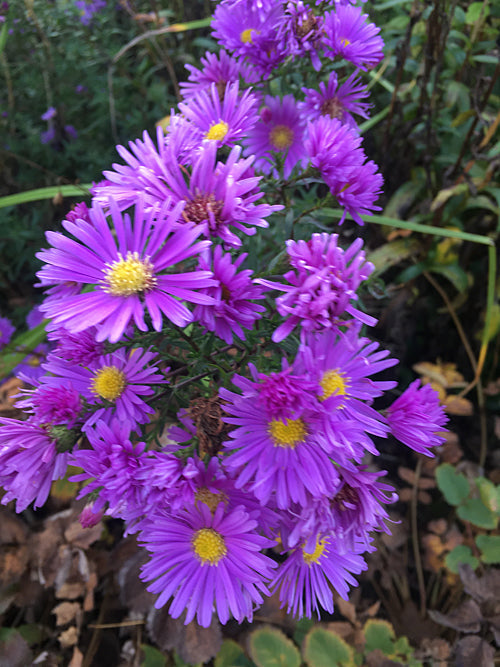 SYMPHYOTRICHUM 'FLORENCE'