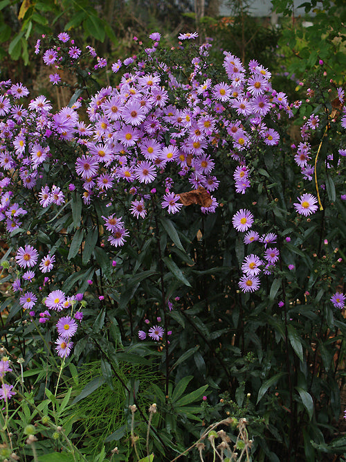 SYMPHYOTRICHUM 'GLOW IN THE DARK'