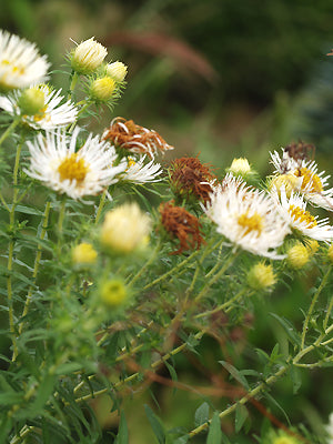 SYMPHYOTRICHUM NOVAE-ANGLIAE 'HERBSTSCHNEE'