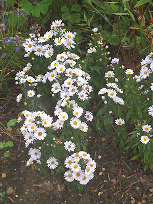 SYMPHYOTRICHUM 'IBIZA'