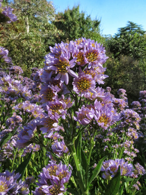 ASTER TATARICUS 'JINDAI'