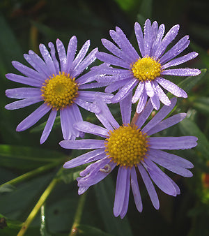 ASTER KORAIENSIS