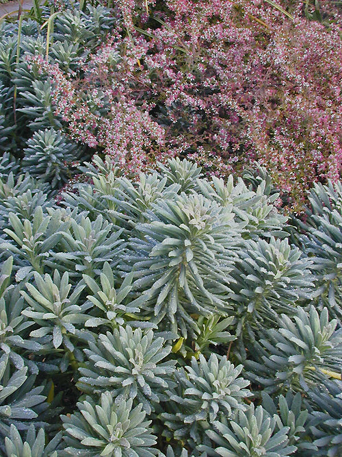 SYMPHYOTRICHUM LATERIFLORUM 'LADY IN BLACK'