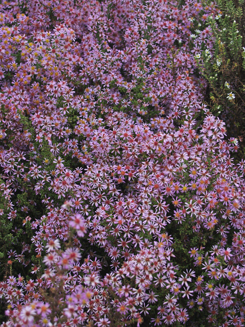 SYMPHYOTRICHUM LATERIFLORUM 'LOVELY'