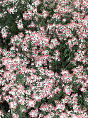 SYMPHYOTRICHUM LATERIFLORUM 'PRINCE'