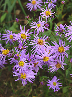 ASTER AMELLUS 'LAC DE GENÈVE'