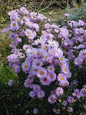 SYMPHYOTRICHUM NOVI-BELGII 'LASSIE'