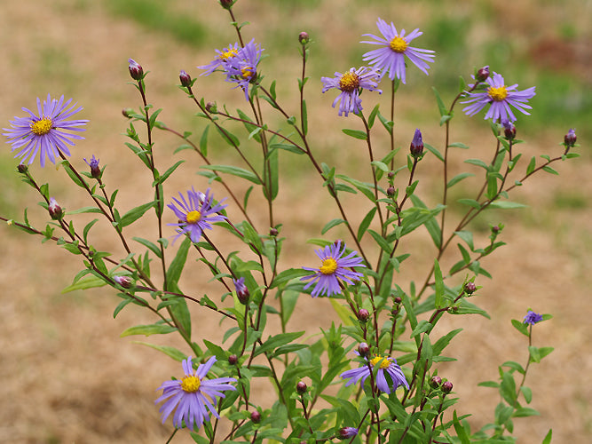 ASTER MAACKII