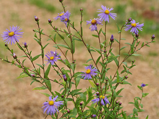 ASTER MAACKII